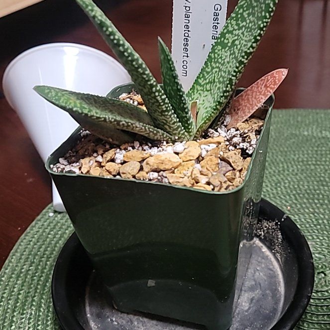 Photo of the plant species Gasteria verrucosa by @LightPepino named Clooney on Greg, the plant care app