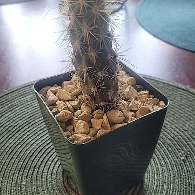 Photo of the plant species Casa De Ratas by @LightPepino named Piranha on Greg, the plant care app