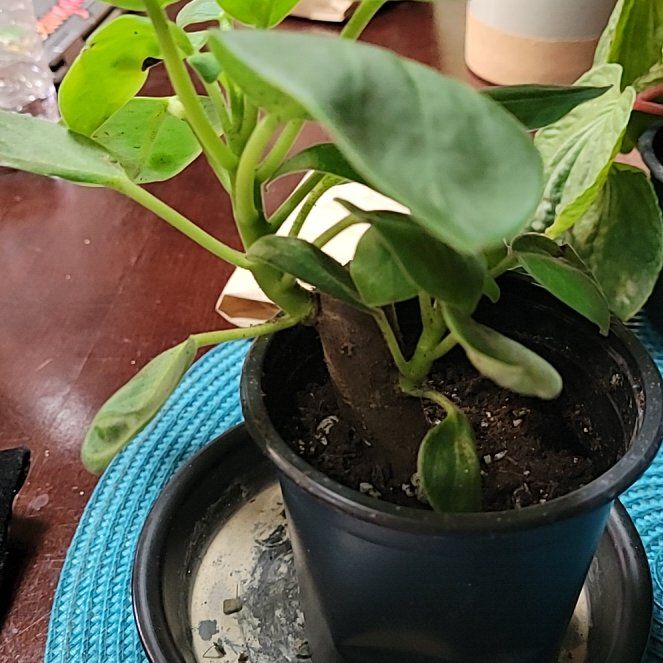Photo of the plant species Peperomia vestita var. lindenii by @LightPepino named Anne on Greg, the plant care app
