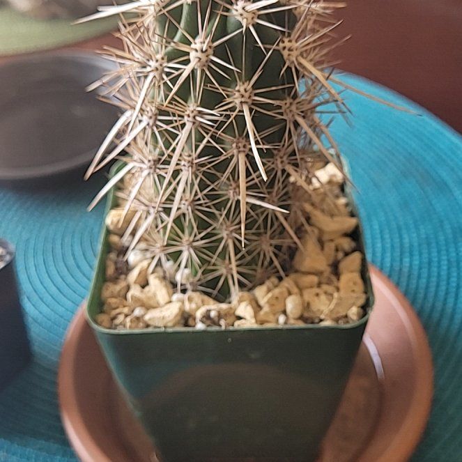 Photo of the plant species creeping devil by @LightPepino named Sir Plancelot on Greg, the plant care app