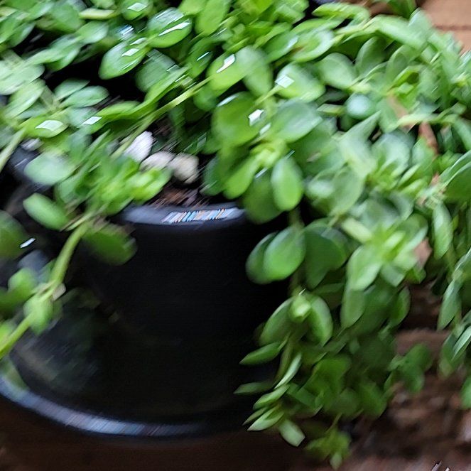 Photo of the plant species Isabella Peperomia by @LightPepino named Nemo on Greg, the plant care app