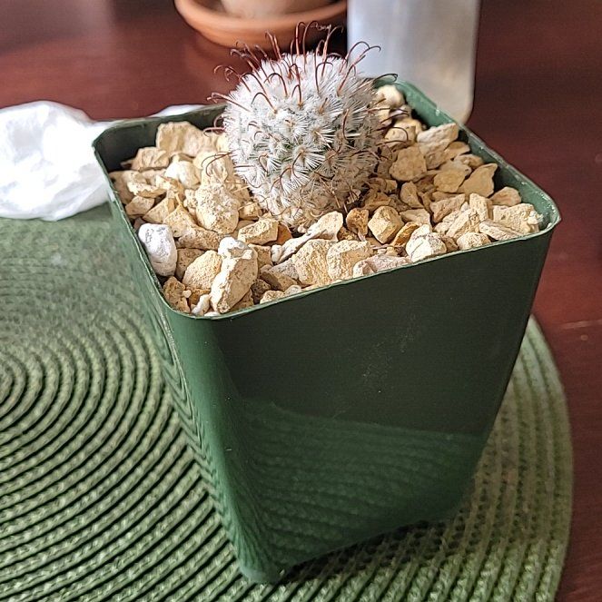 Photo of the plant species Mammillaria perezdelarosae by @LightPepino named Roselia on Greg, the plant care app