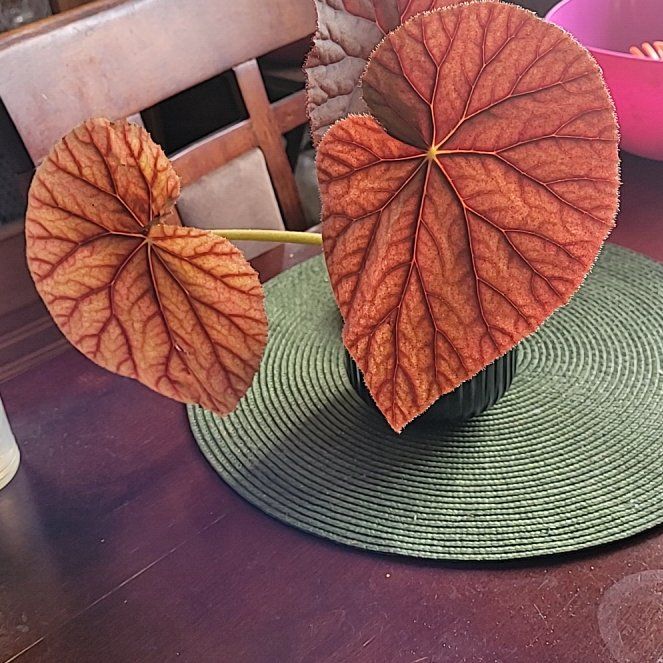 Photo of the plant species Begonia Jovian by @LightPepino named Pyru on Greg, the plant care app