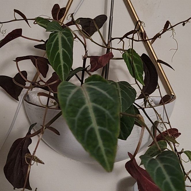 Photo of the plant species Jungle Vine by @LightPepino named Baesil on Greg, the plant care app
