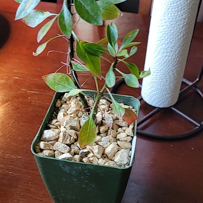 Photo of the plant species Fouquieria fasciculata by @LightPepino named Bathory on Greg, the plant care app