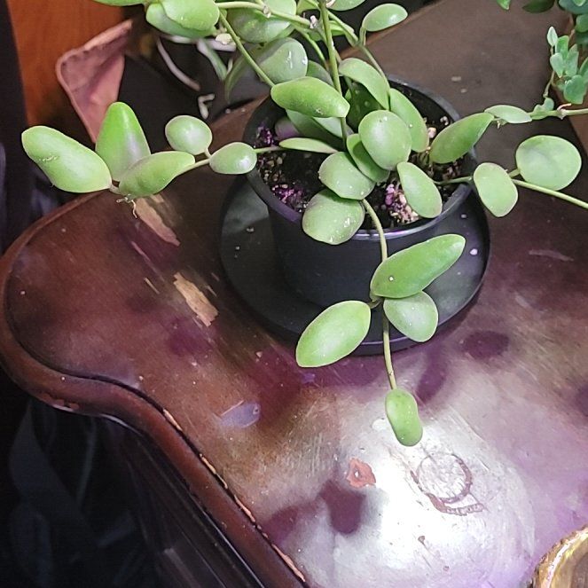 Photo of the plant species Hoya brevialata by @LightPepino named Delilah on Greg, the plant care app