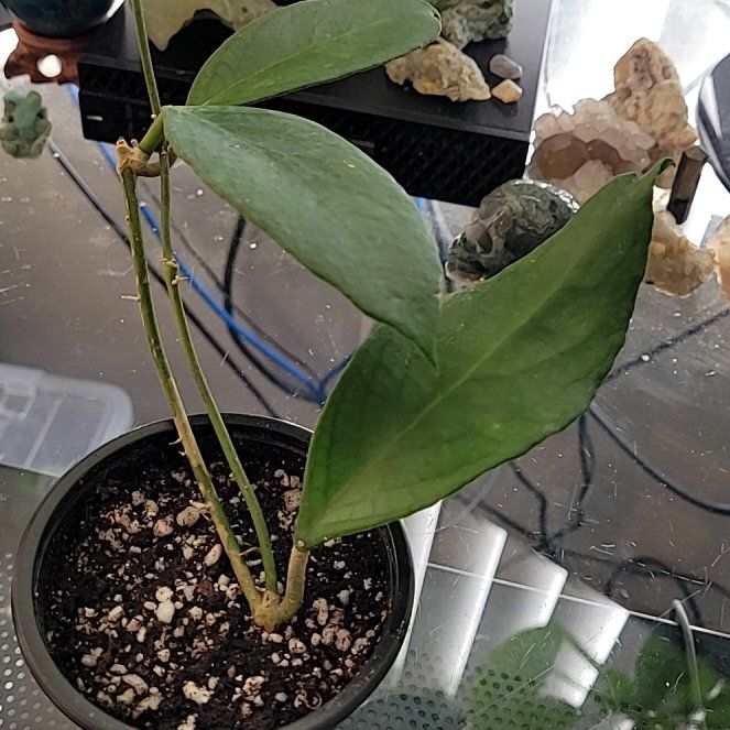 Photo of the plant species Hoya 'Flores Island' by @LightPepino named Darwin on Greg, the plant care app