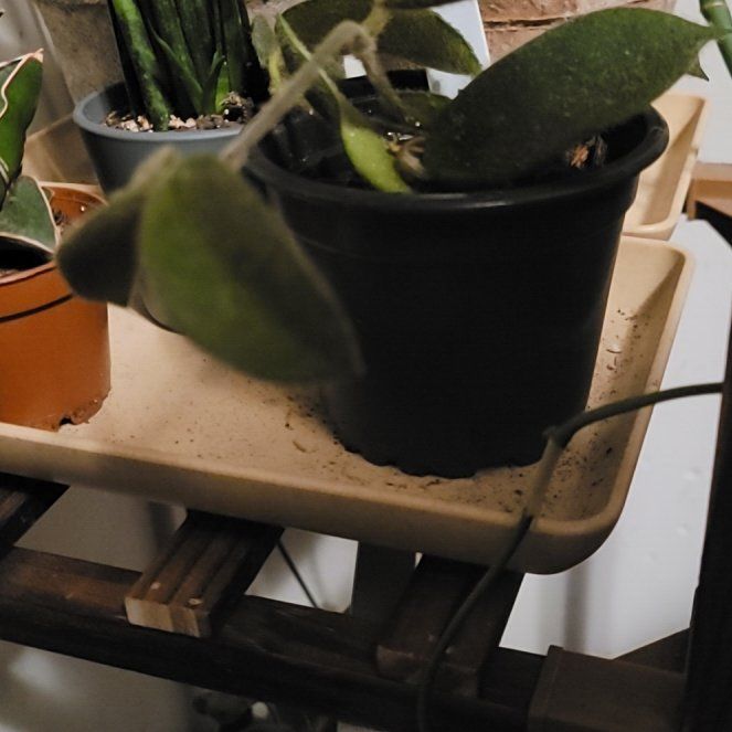 Photo of the plant species Hoya thomsonii by @LightPepino named Tommie on Greg, the plant care app