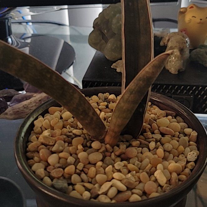 Photo of the plant species Baseball Bat by @LightPepino named Bo on Greg, the plant care app
