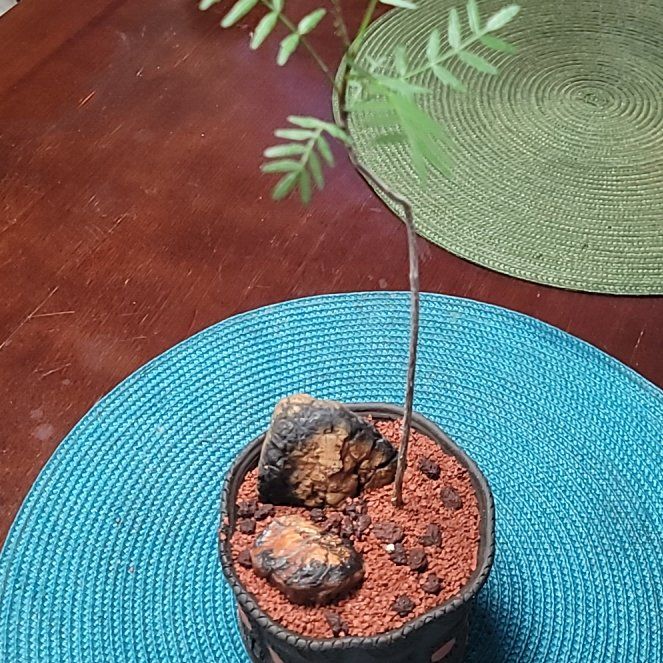 Photo of the plant species Elephant Tree by @LightPepino named Palmita on Greg, the plant care app