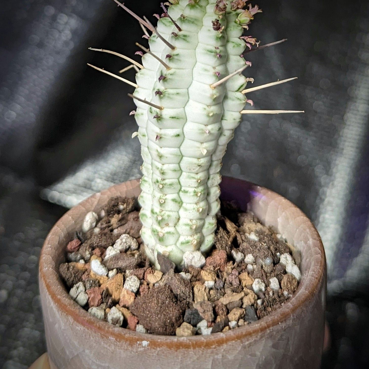 Variegated Corncob Cactus in a pot with well-draining soil, healthy and well-framed.