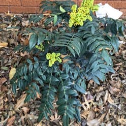 Beale's Mahonia plant