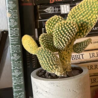 Bunny Ears Cactus plant in Austin, Texas