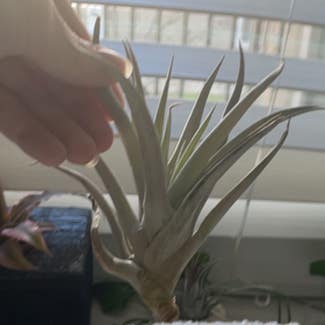 Spreading Airplant plant in Austin, Texas