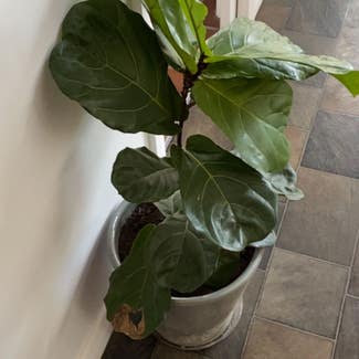 Fiddle Leaf Fig plant in Mayfield East, New South Wales