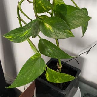 Golden Pothos plant in Mayfield East, New South Wales