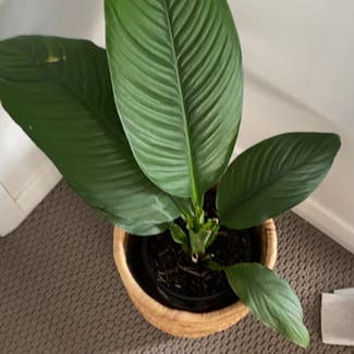 Peace Lily plant in Mayfield East, New South Wales