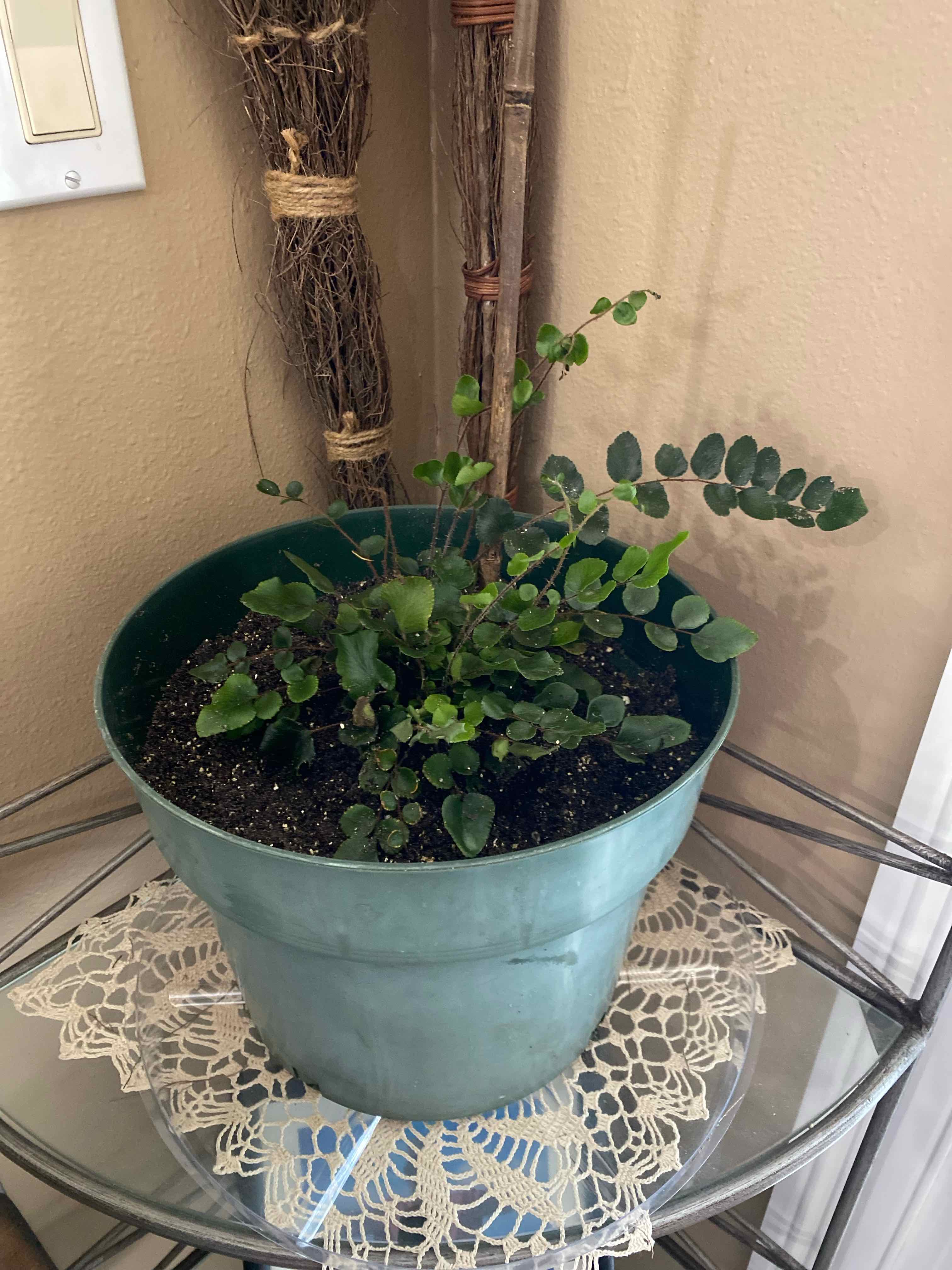 Potted California Maidenhair Fern on a glass table with a doily underneath.