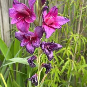 Photo of the plant species Aquilegia Vulgaris by @JesWHYca named Surya on Greg, the plant care app