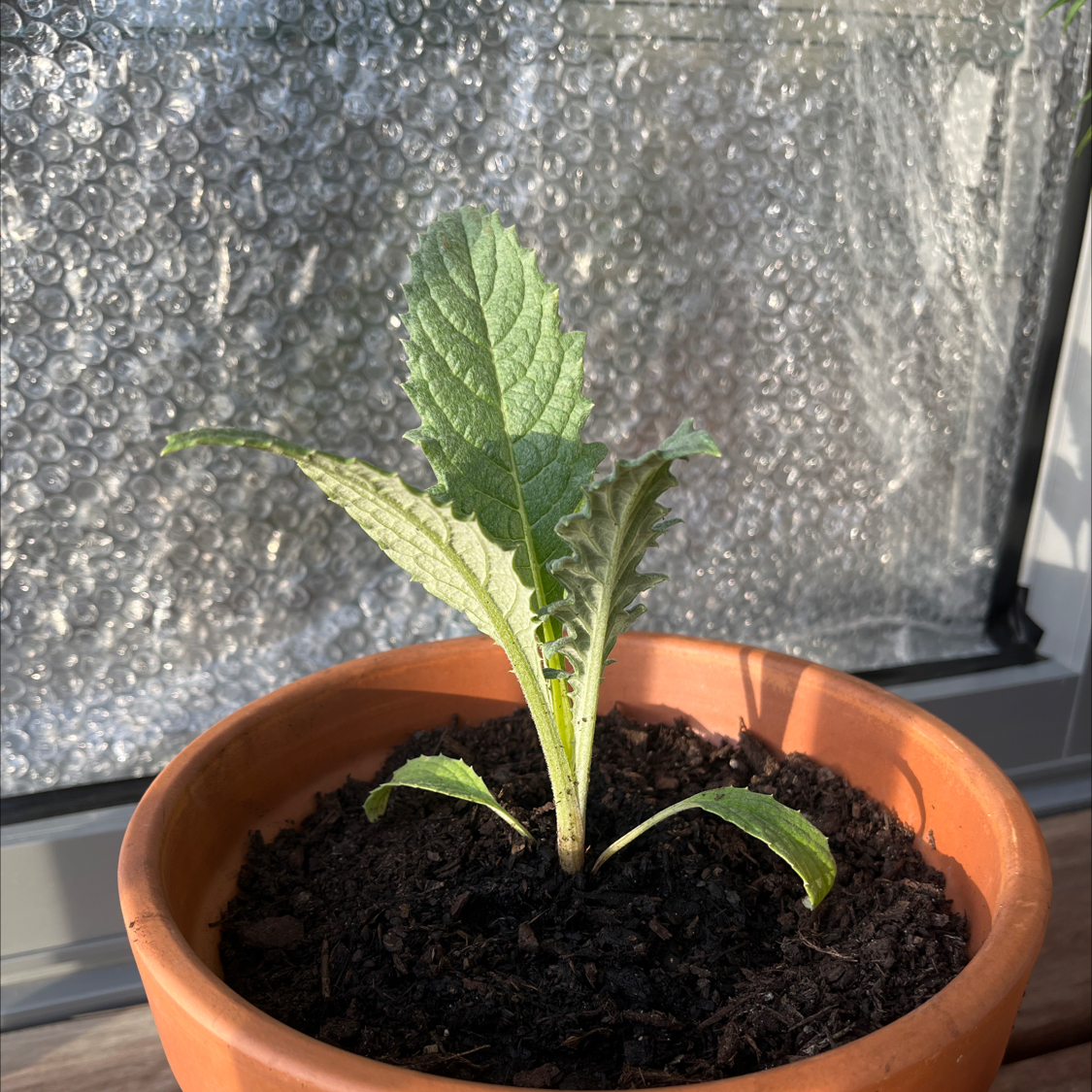 Photo of the plant species Globe artichoke by @GivingLippia named Coco on Greg, the plant care app
