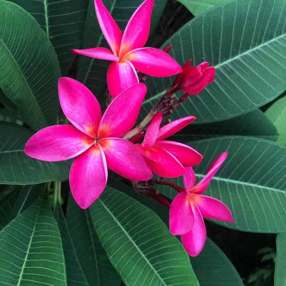 Red Frangipani uploaded to the Greg plant app by @FabRoseheath