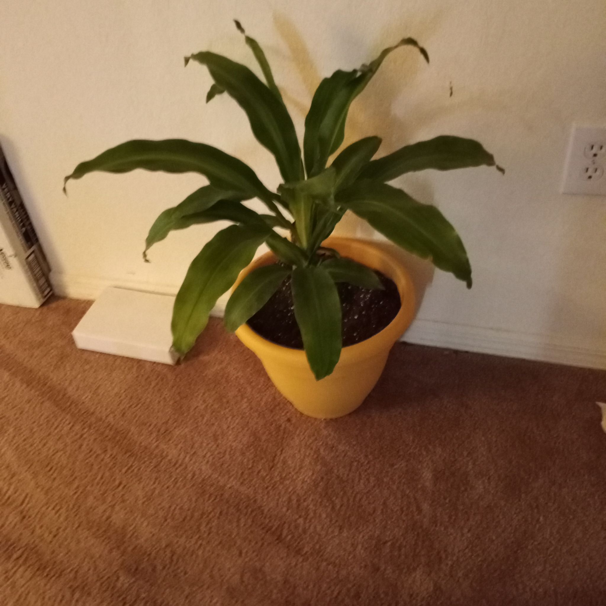Photo of the plant species Corn Plant by @Deek named Lucky on Greg, the plant care app