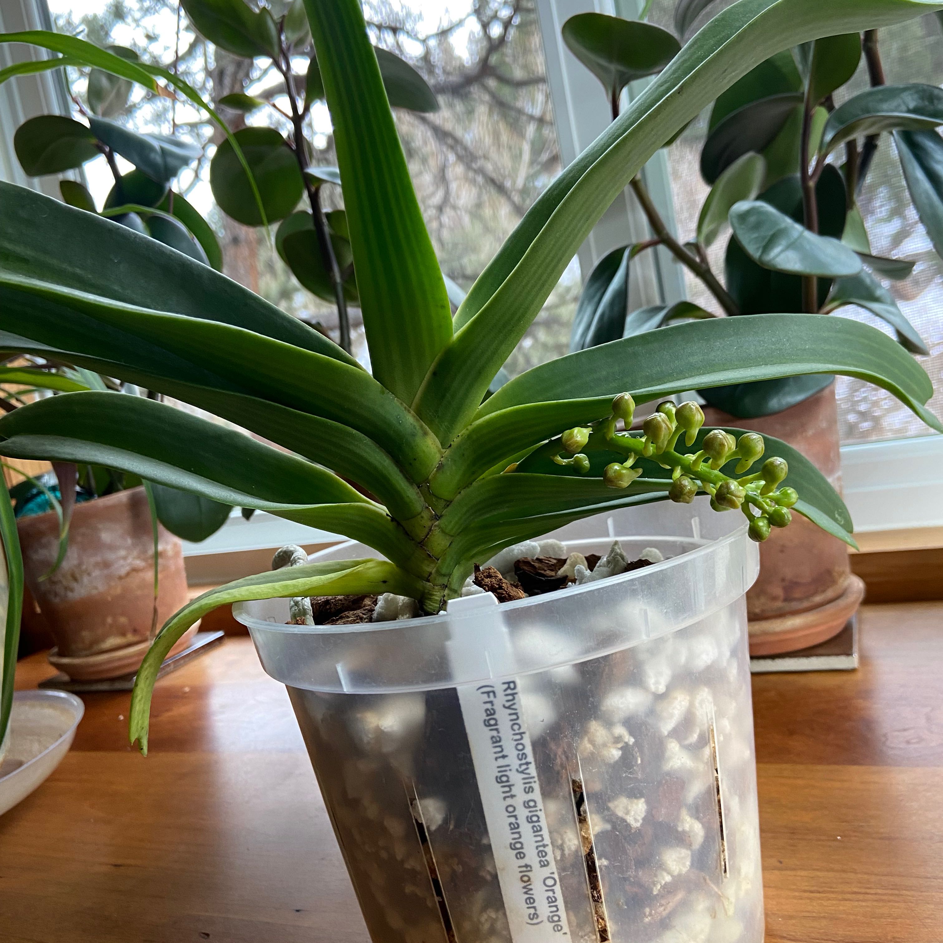 Photo of the plant species foxtail orchid by @CulturedPepper named Baesil on Greg, the plant care app