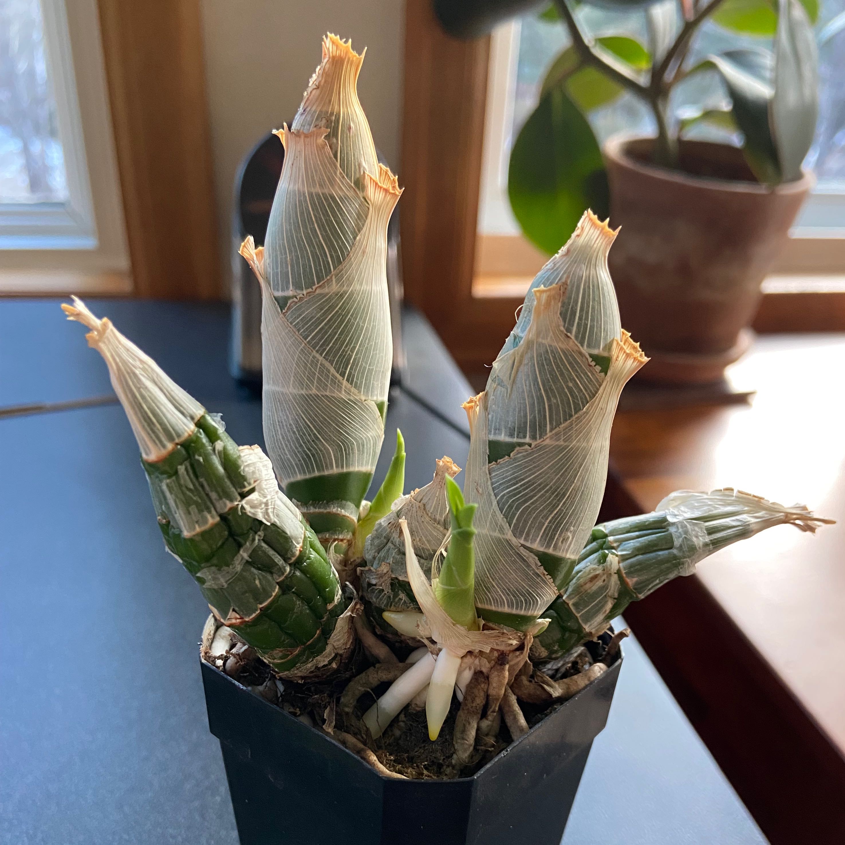 Photo of the plant species witchcraft by @CulturedPepper named Yam on Greg, the plant care app