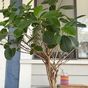 Photo of the plant species Ficus Moclame by @AnewBushlily named Figyonce on Greg, the plant care app