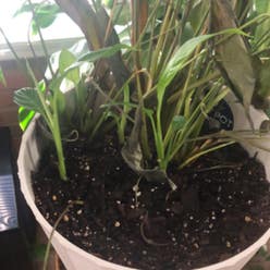 Calla Lily plant