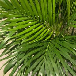 Areca Palm plant