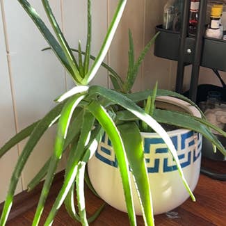 Aloe Vera plant in Lake Arrowhead, California