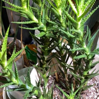 Tiger Tooth Aloe plant in Washington, District of Columbia