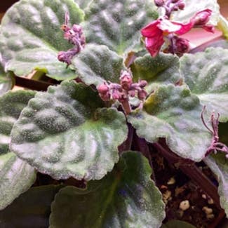Kenyan Violet plant in Washington, District of Columbia