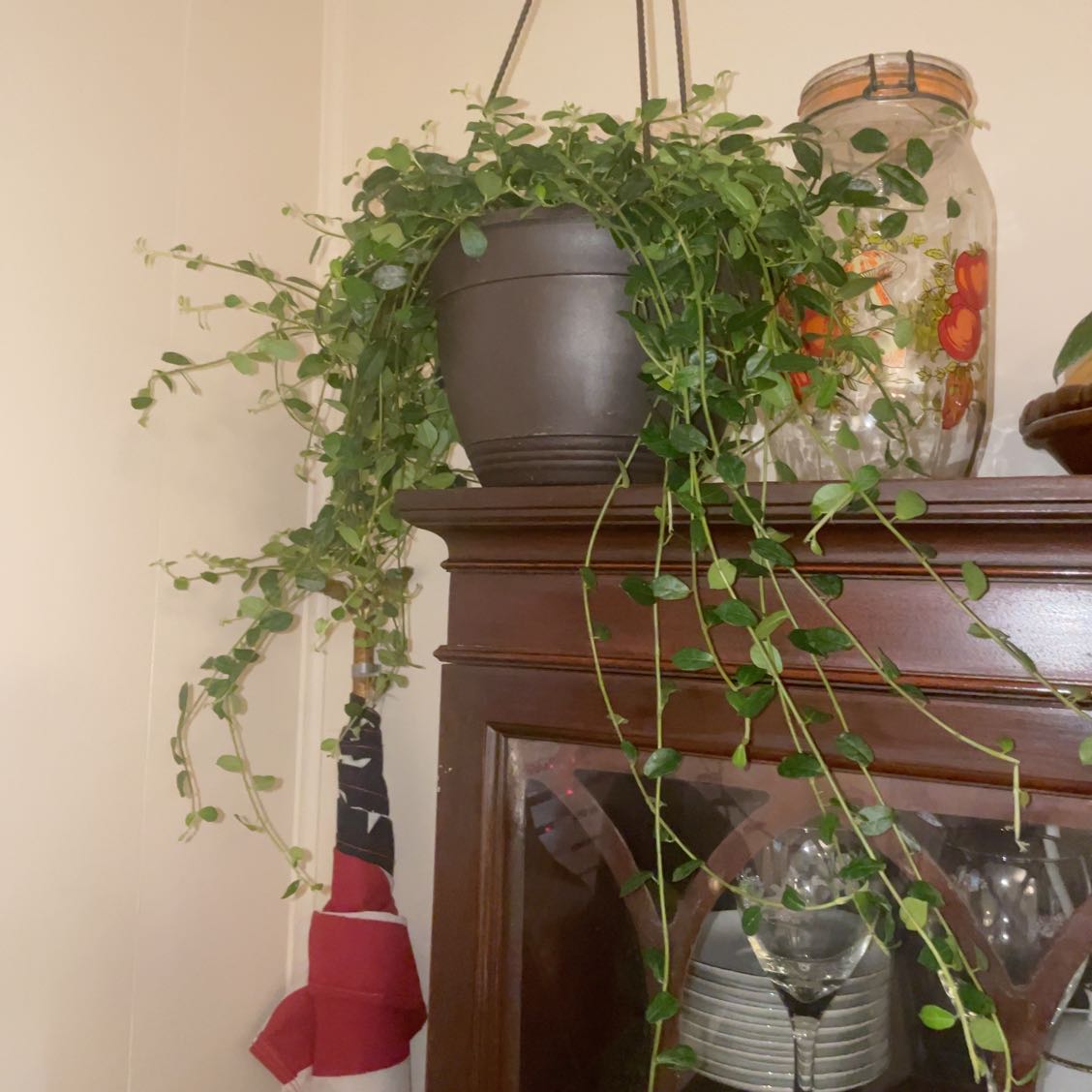 Photo of the plant species Formosan Creeping Fig by @HaleighsHouse named Gimli on Greg, the plant care app