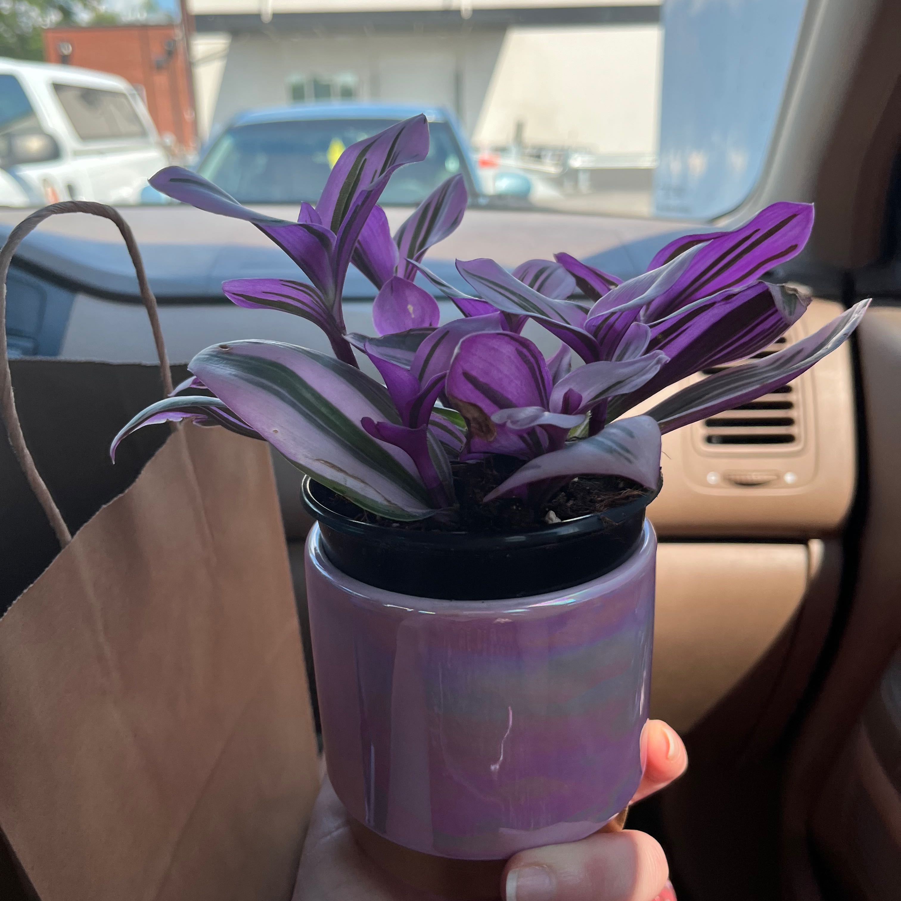 Tradescantia Nanouk plant in a small pot with vibrant purple and green leaves.