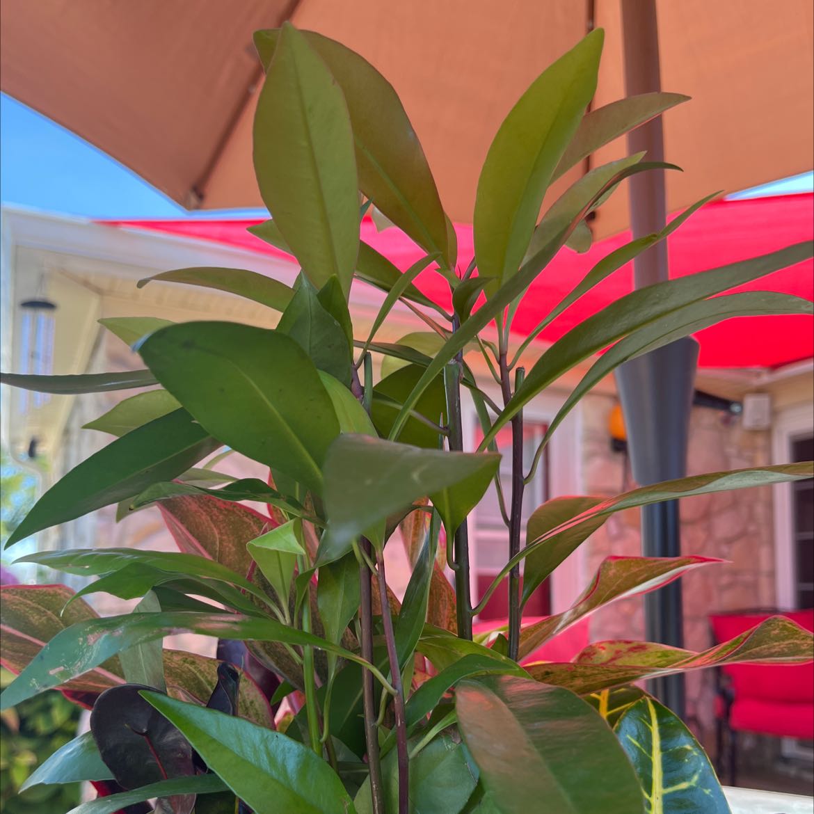 Shoebutton plant with healthy green leaves under an outdoor umbrella.