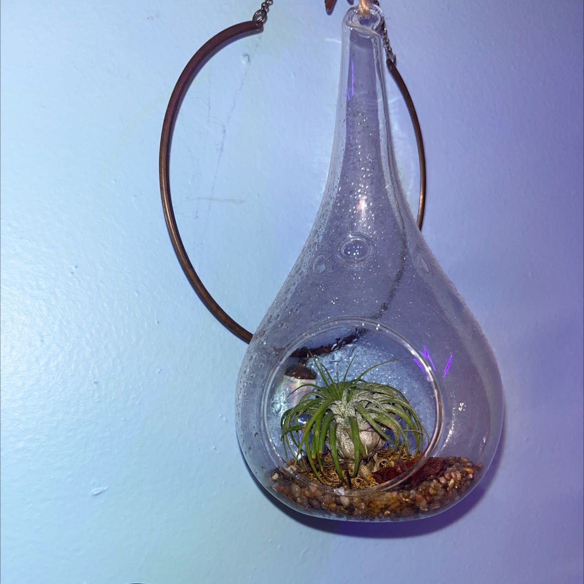 Healthy 'Blushing Bride' air plant in a teardrop glass container, showing silvery pink leaves.