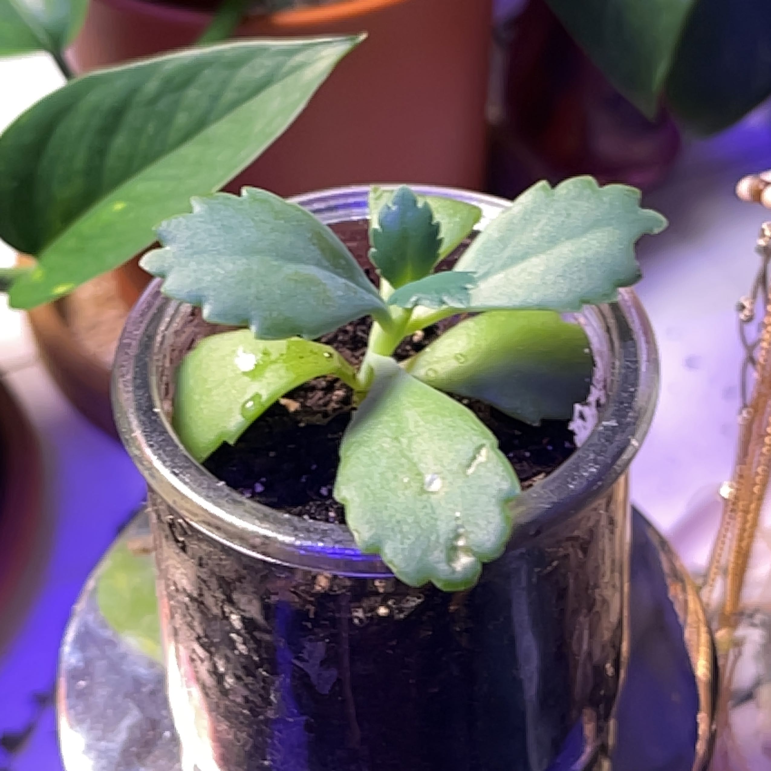 A healthy Mother of Thousands plant in a glass pot, with small plantlets growing along its leaves.