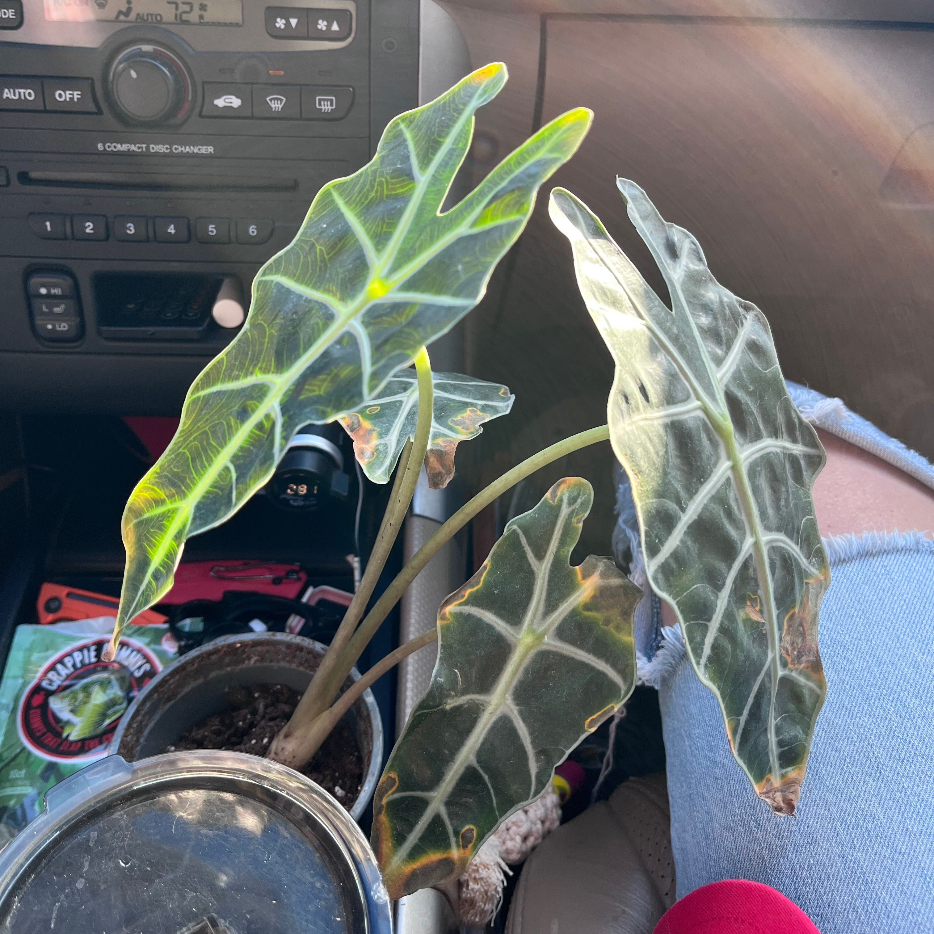 Alocasia Amazonica 'Polly' plant with dark green leaves and white veins, slight browning at edges.