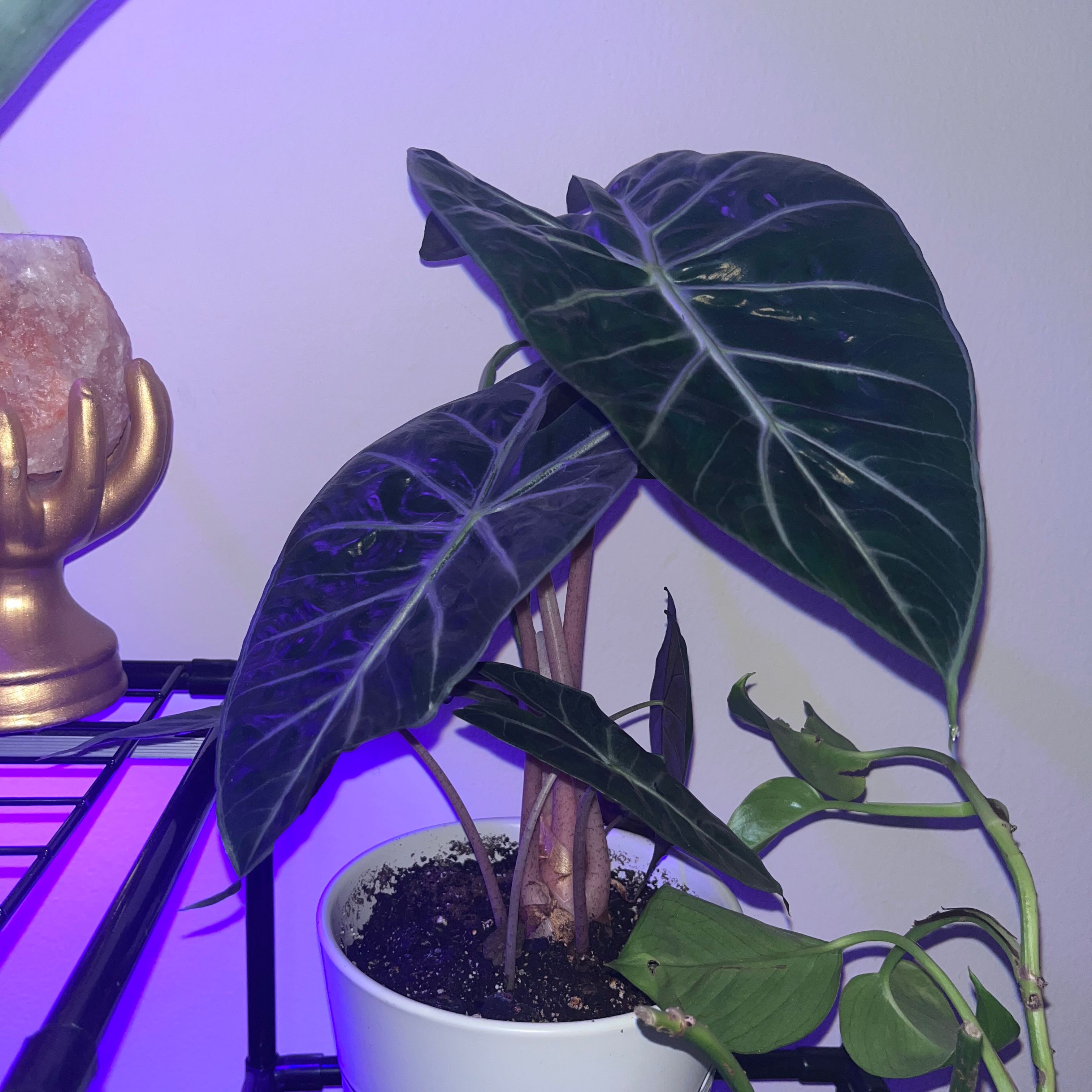 Alocasia Polly Plant in a white pot with dark green leaves and prominent white veins.