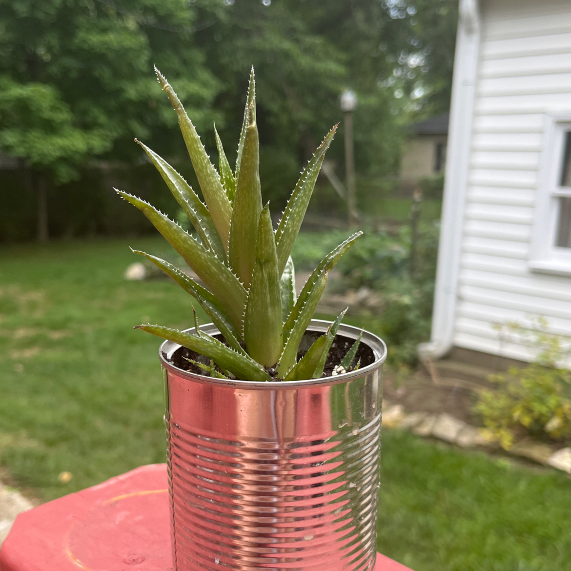 Short-Leaved Aloe plant in a metal container with a garden and house in the background.