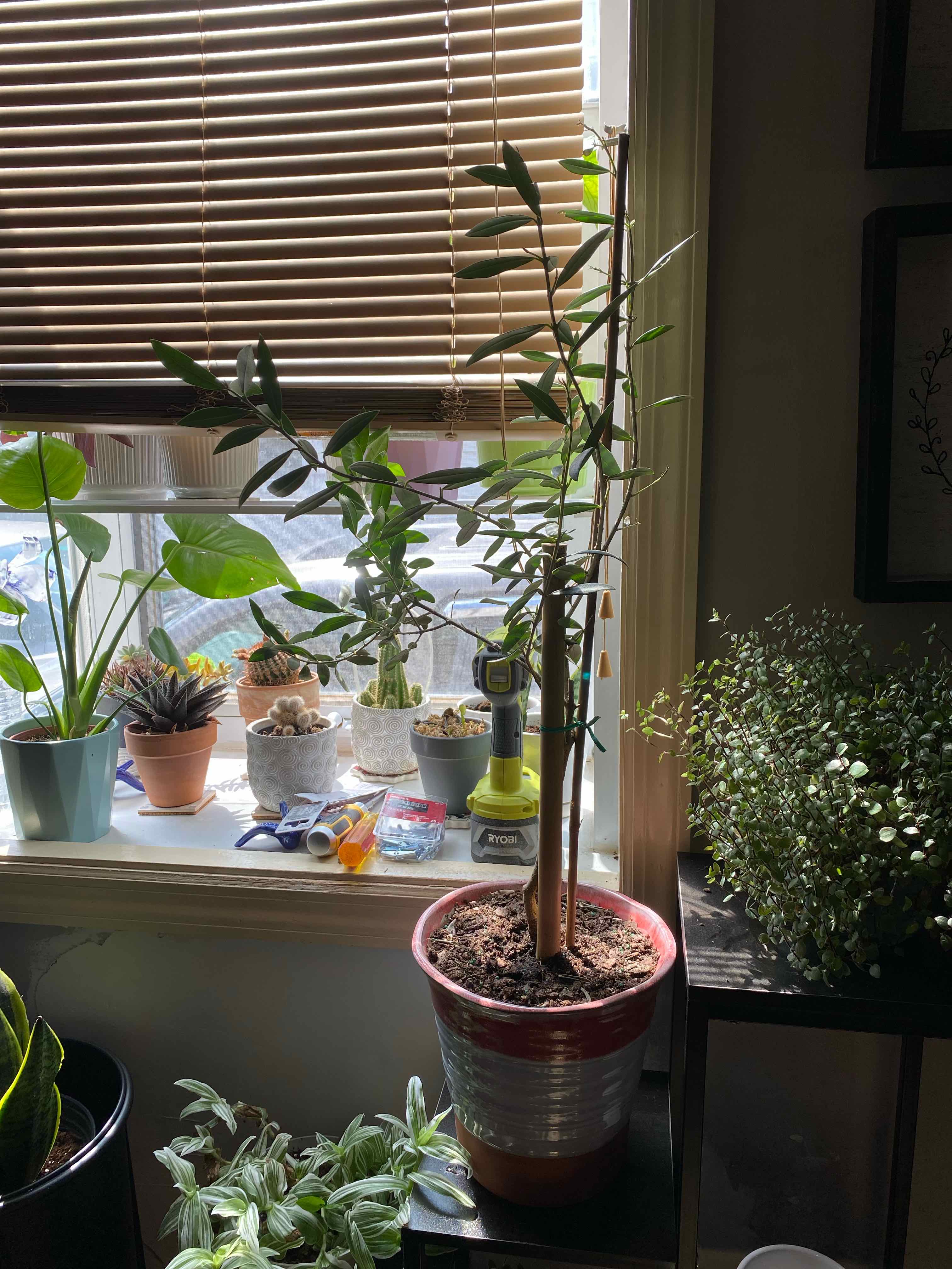 Olive Tree in a pot near a window with other plants in the background.