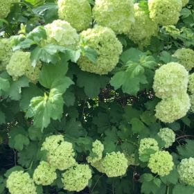 Photo of the plant species Alexanders by @BlossomingMira named Nithin on Greg, the plant care app