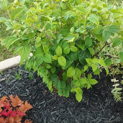 Photo of the plant species Sweet Mock Orange by @AssistivePepper named Mollie on Greg, the plant care app