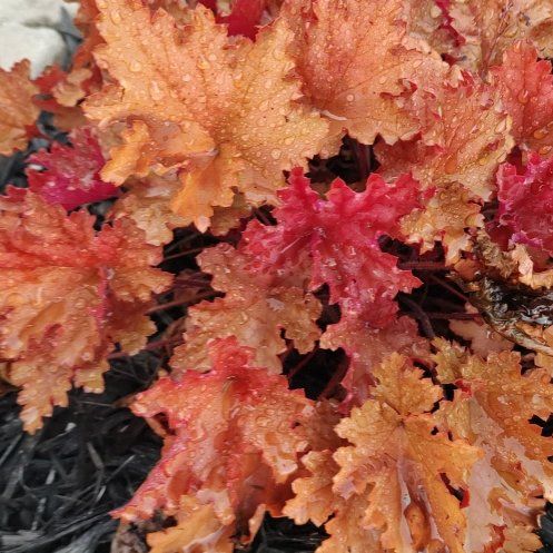 Photo of the plant species Coral Bells by @AssistivePepper named Elina on Greg, the plant care app