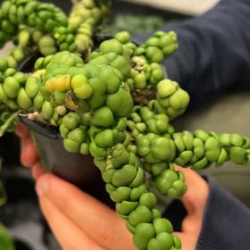 Photo of the plant species Dragon Jade Dischidia by @WorldlyMakura named Scarlett on Greg, the plant care app