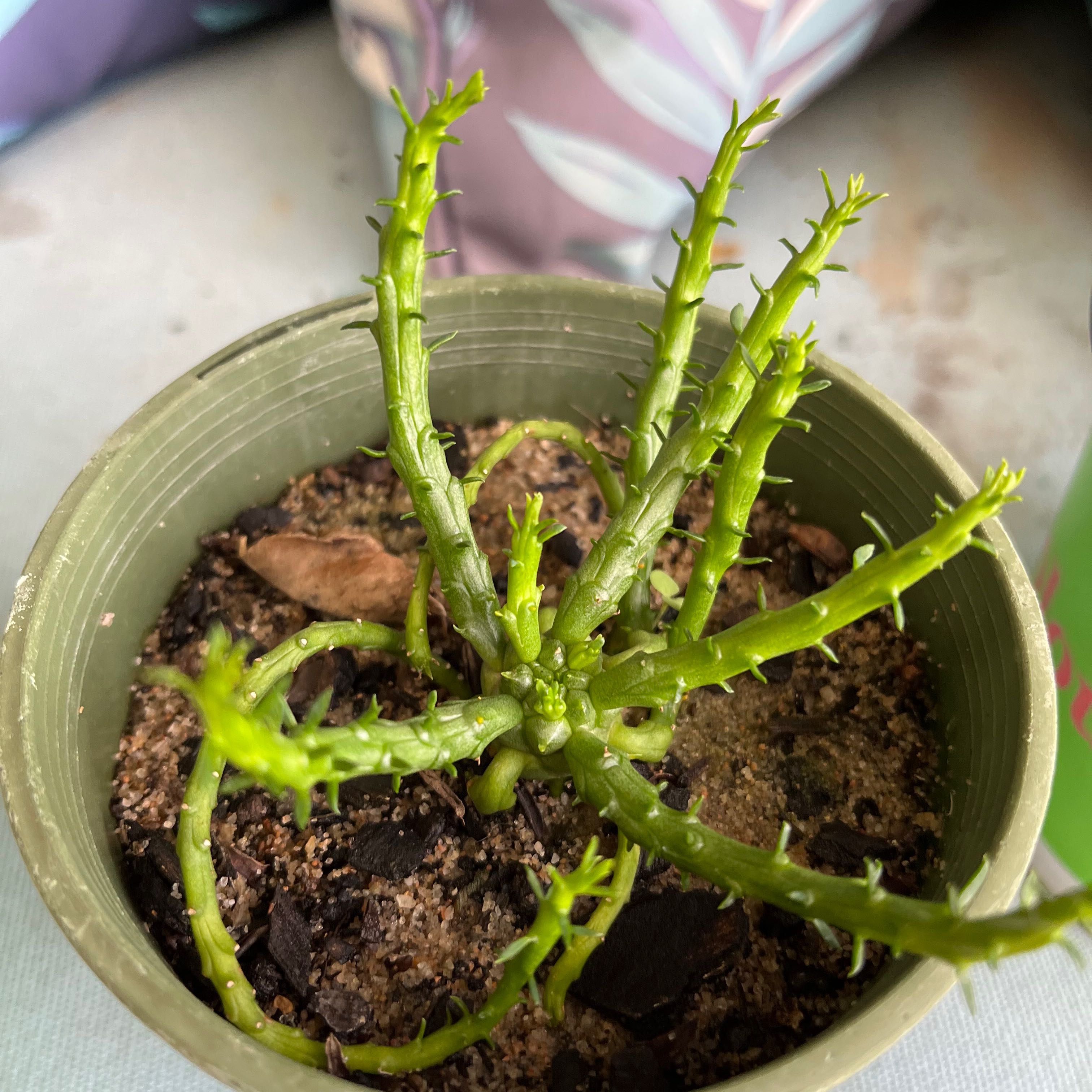 Potted Medusa's Head plant with green segmented stems and visible soil.