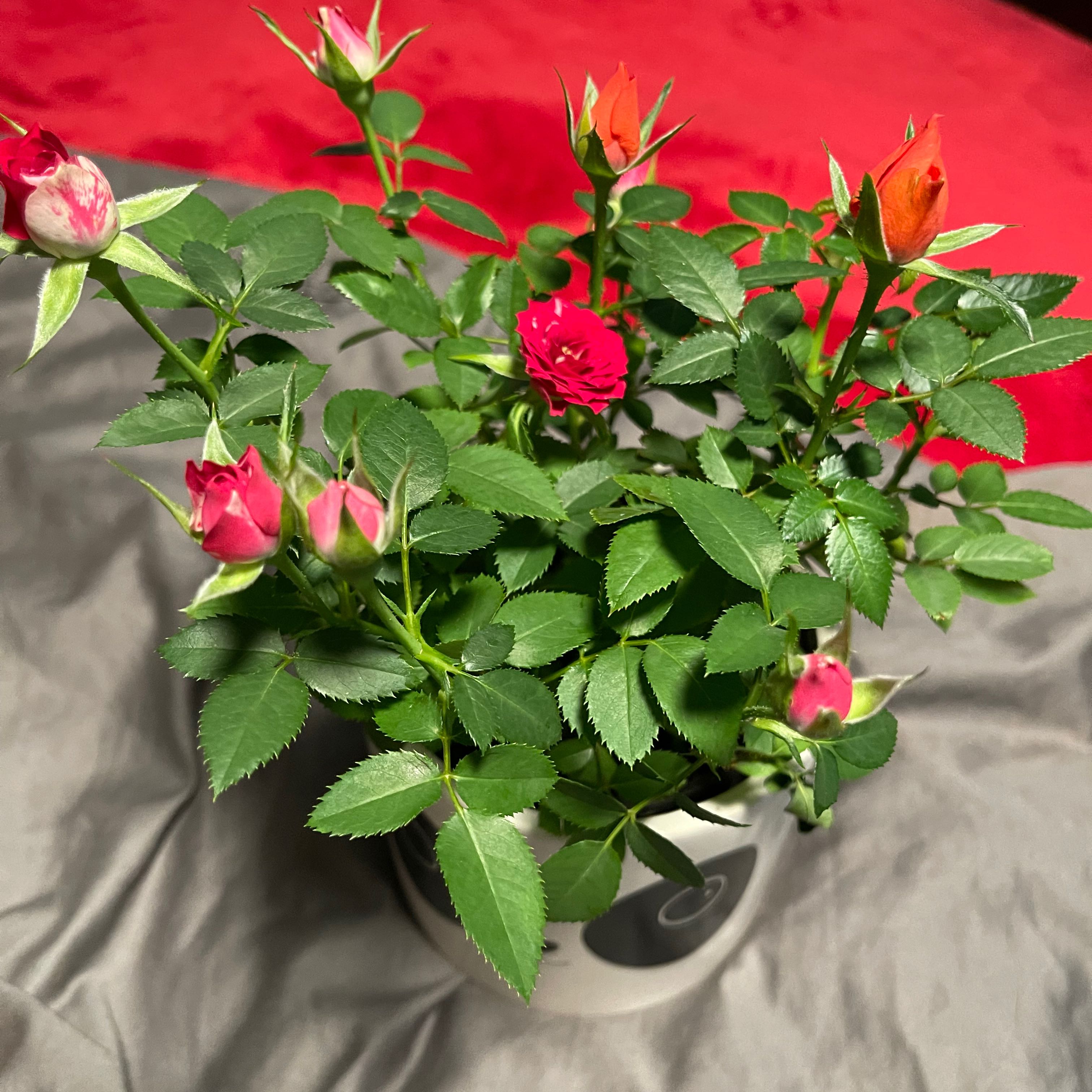 Healthy Alpine Rose plant with vibrant green leaves and blooming flowers in a decorative pot.