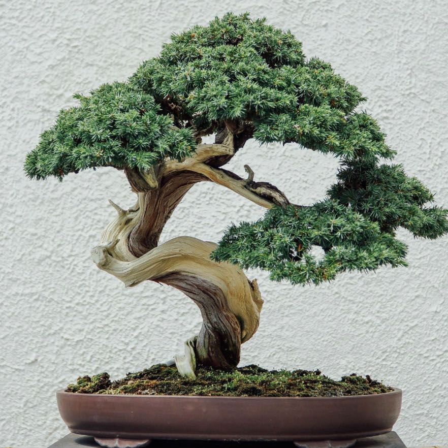 Healthy Blue Star Juniper bonsai with dense green foliage in a shallow container.